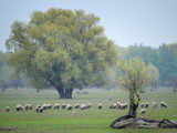 Danube Delta