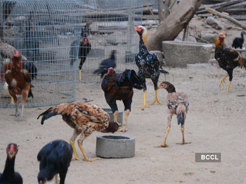 Play Cockfighting The Intricacies of an Ancient Sport