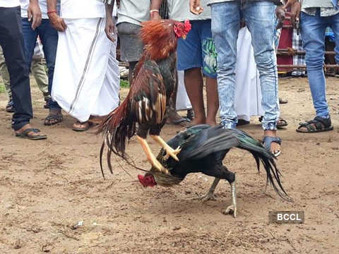 Rooster kills a man during banned cockfight - Banned decades ago