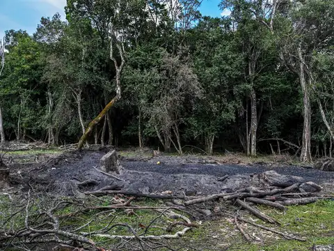 Massive loss of forest cover