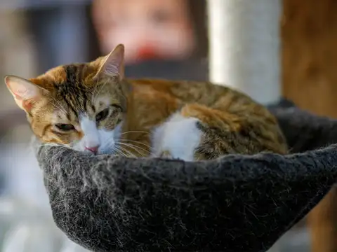​Abandonment