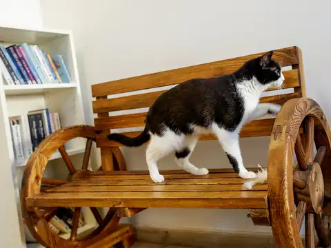 Purr-fect home