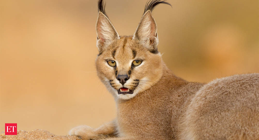 The enigmatic Caracal is in line to India’s second wild cat