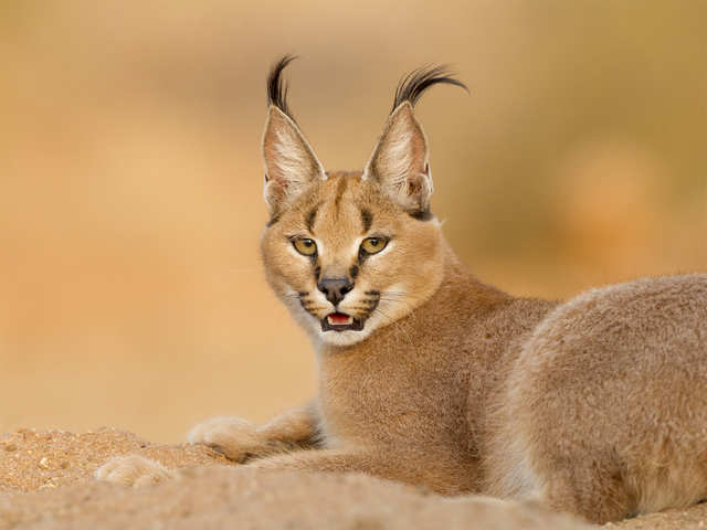 ​The enigmatic Caracal