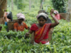 Darjeeling planters target expats and high net worth individuals
