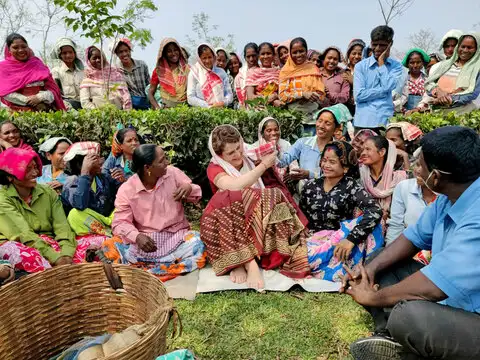 Tea tribe