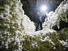 Indian cotton prices increase 5% in a month; trade expects upward trend to continue