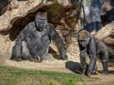 Nine great apes in San Diego become first non-human primates vaccinated for Covid-19