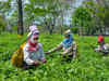 Indian tea exports dip 18% in 2020
