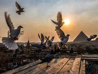 https://img.etimg.com/thumb/msid-81428546,width-200,height-150/news/international/world-news/passion-for-pigeons-persists-in-arab-world.jpg