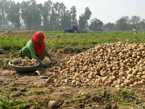 Paid in potatoes
