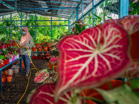 Price rise - Bloom boom: Malaysians get passionate about pot 