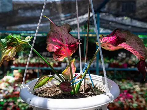 Malaysia: Bloom boom: Malaysians get passionate about pot plants 