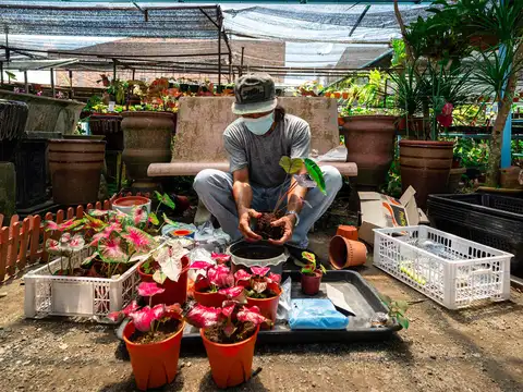 Malaysia: Bloom boom: Malaysians get passionate about pot plants 
