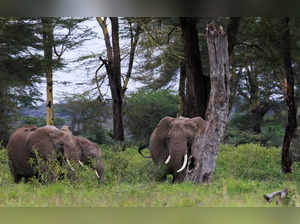 Elephants are seen within the Kimana Sanctuary within the Amboseli ecosystem in Kimana