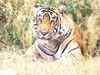 Tiger seen in Guatala Autramghat sanctuary, a first after 1940