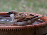 Uttar Pradesh: Bird lover urges people to save ‘Goraiya’ on World Sparrow Day