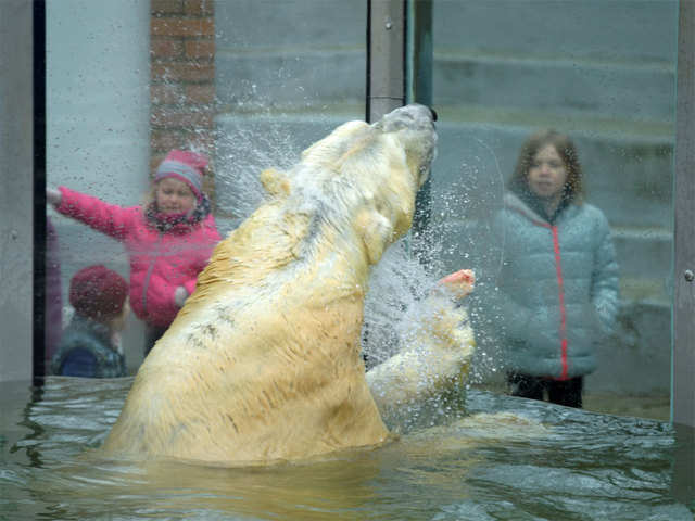 Polar bears amusement park
