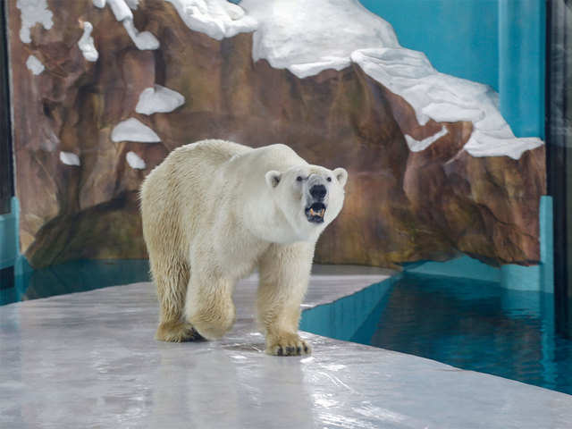 Polar bear hotel