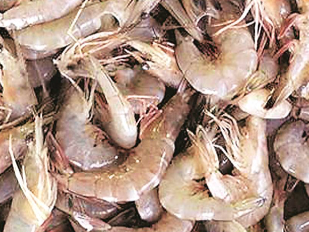 Shrimp Export Latest News Videos Photos About Shrimp Export The Economic Times Page 1