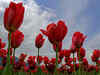 Preparations in full swing for Jammu and Kashmir's tulip festival to be held this month