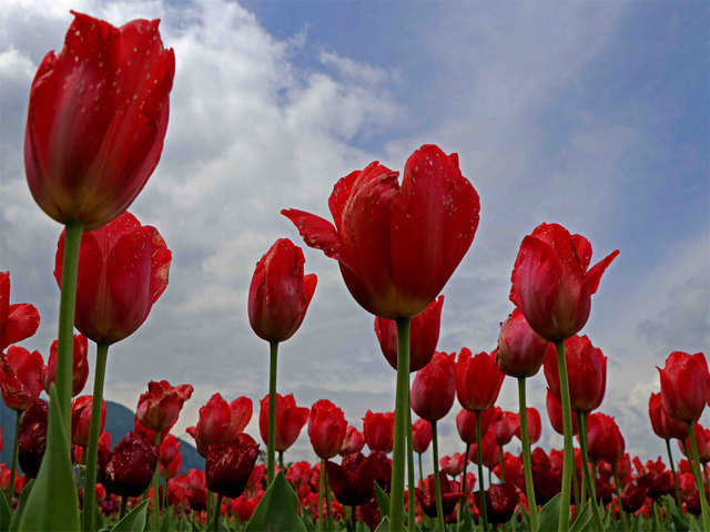 Asia's largest tulip garden