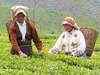 To add 11.3 mn kg production via African tea estates: Jay Shree Tea