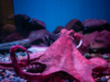 Do octopuses have dreams too? Yes, tiny ones, most likely