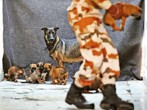ITBP dogs