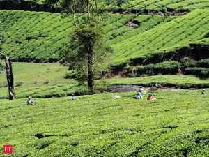 tea industry