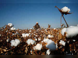 FILE PHOTO: A farmer picks cotton on a farm on the outskirts of Hami