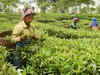 First harvest of tea in Assam, West Bengal hit by dry spell in March