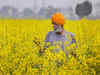 Mustard seed trades 25% above MSP; farmers make an extra buck