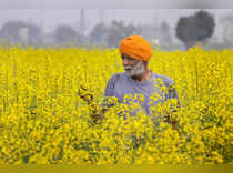 Amritsar: A farmer checks mustard flowers at a farm, on the outskirts of Amritsa...