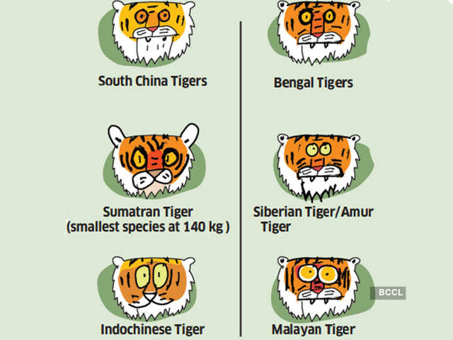 Subspecies of tigers