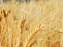 wheat