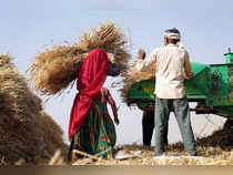 Ajmer: Farmers thresh harvested wheat crop at a village on the outskirts of Ajme...