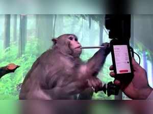 Pager, a nine-year-old macaque monkey, plays video games via Neuralink brain implant, in this still from video