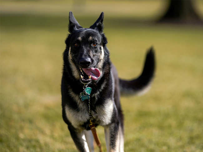 Biden's dog Major