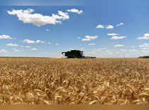 FILE PHOTO: A combine harvests winter wheat in Corn
