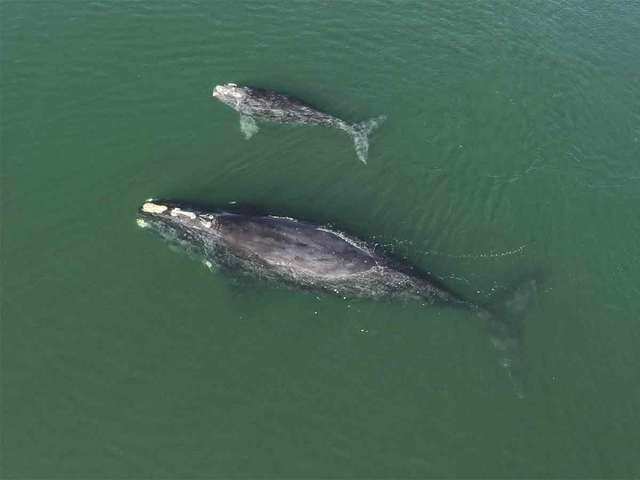 Unusual findings - Driven by effects of climate change, Bowhead whales