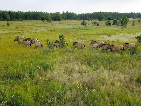 Thriving wild horses
