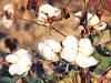 Cotton prices continue to crumble, paralyse markets