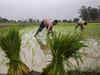 Punjab farmers received Rs 8,180 crore MSP payment via DBT this year: Centre