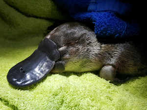 A platypus captured by a UNSW research team is seen during fieldwork near Byabarra Reuters