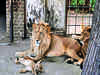8 lions in Hyderabad zoo test positive for Covid, 1st such case in India