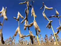 FILE PHOTO: Soybean plantation is seen in Rio Verde