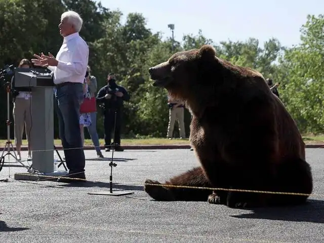 Republican Candidate For California John Cox Brings 500 Kg Kodiak Bear To Rally Beauty And The Beast The Economic Times