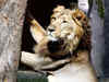 Uttar Pradesh: 2 lionesses test positive for COVID-19 at Etawah Safari Park