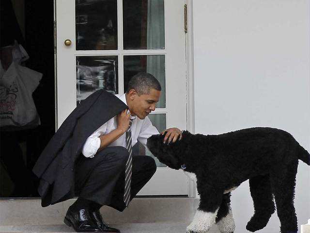 ​Obamas' dog Bo dies